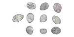 Russia, Empire. Peter I & Ivan IV lot of 10x AR Wire Money Kopeks. 1535-1700.